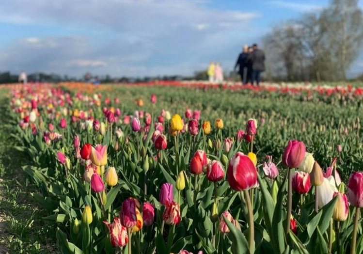 Вблизи Франковская цветет тюльпанное поле