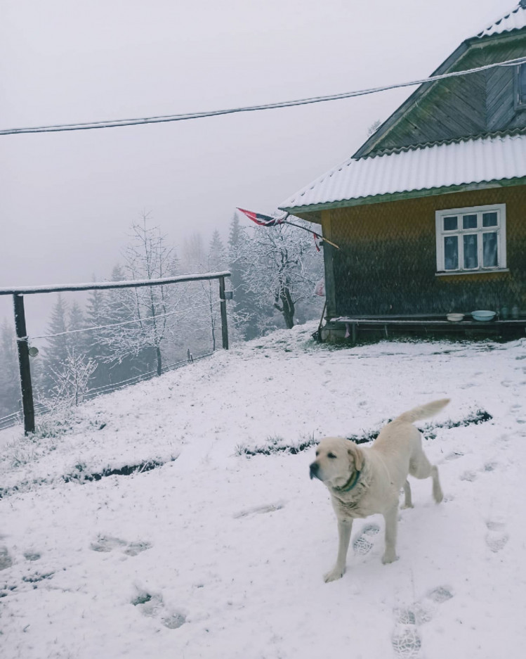 Село Снідавка на Прикарпатті засипало снігом
