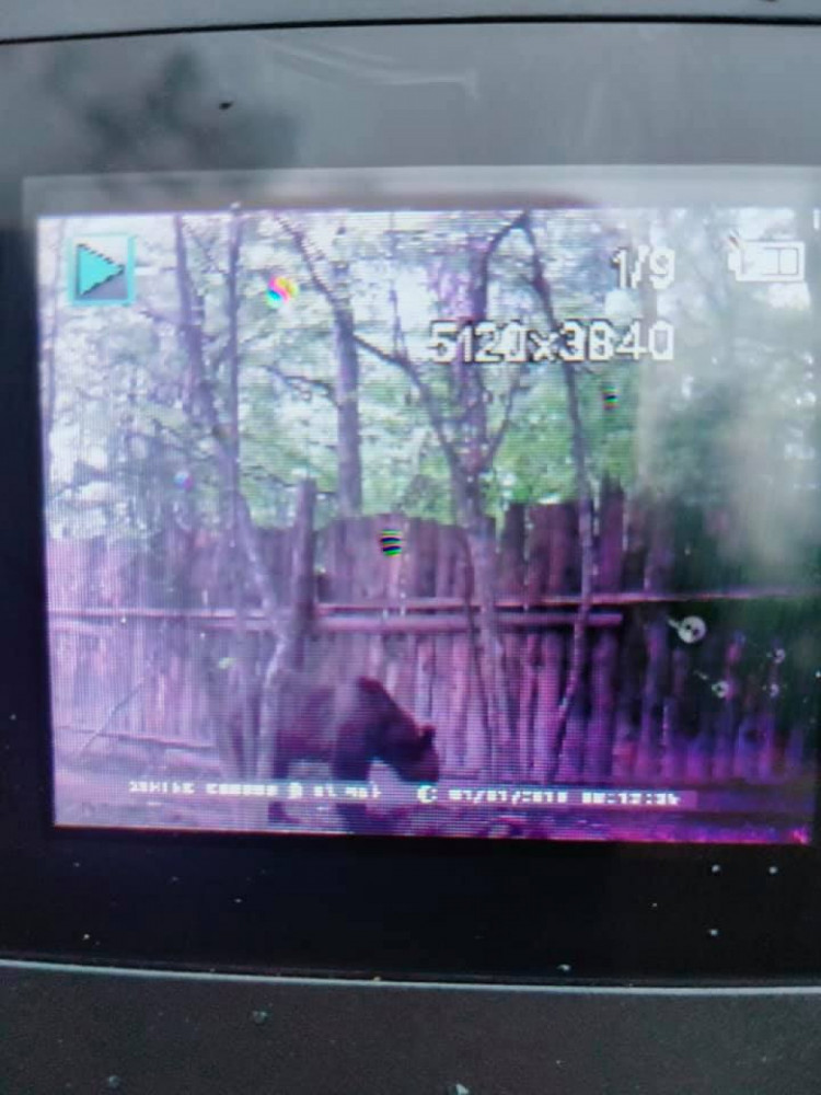 На Прикрапатти камеры зафиксировали медведей вблизи населенных пунктов