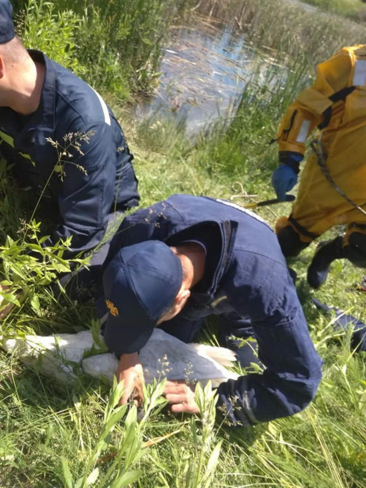 У Франківську лебідь потрапив до рибальської сітки