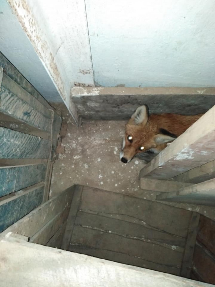 В Івано-Франківську спіймали лисицю